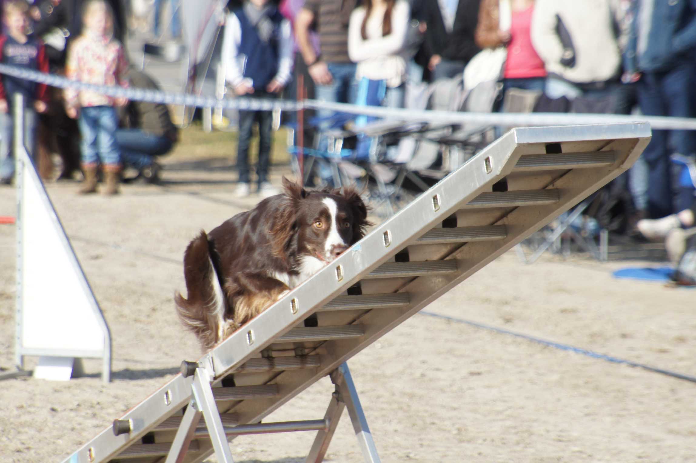 agility_turnier_3_2012-018