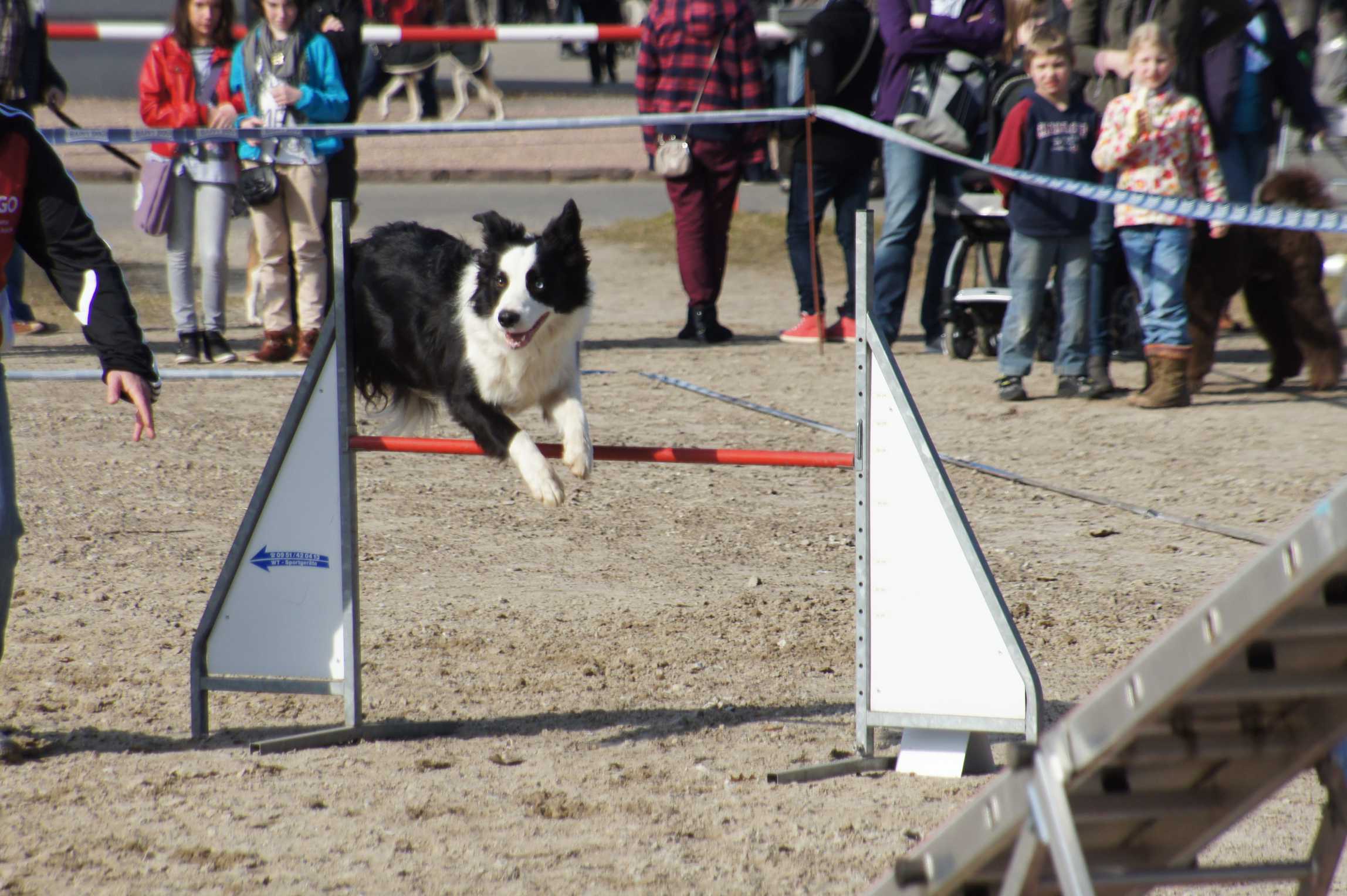 agility_turnier_3_2012-023