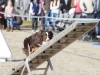 agility_turnier_3_2012-018