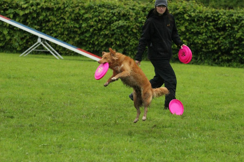 discdog-seminar-juni-2013-002