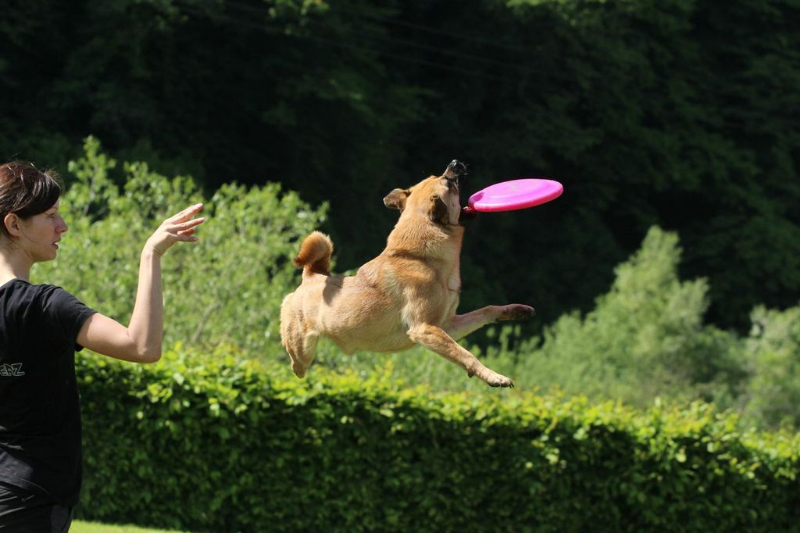 discdog-seminar-juni-2013-009