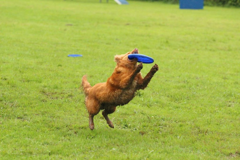 discdog-seminar-juni-2013-016