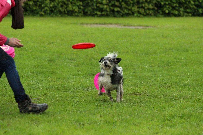 discdog-seminar-juni-2013-021