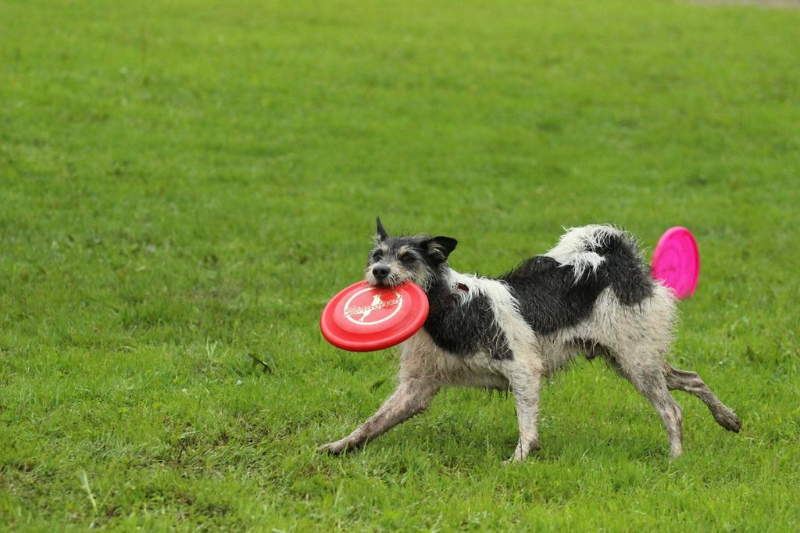 discdog-seminar-juni-2013-024