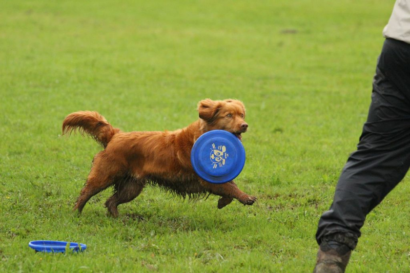 discdog-seminar-juni-2013-029