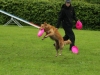 discdog-seminar-juni-2013-002