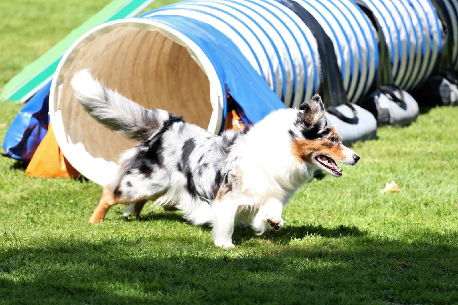 Hundeverein » Agility